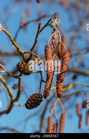 Europäische Erle, Alnus glutinosa, Baum, Nahaufnahme von Zapfen und Katzenmuscheln im Frühjahr. Stockfoto