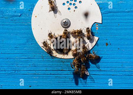 Honigbienen kommen in den Bienenstock. Bienen am Eingang zum Bienenstock Nahaufnahme auf blauem Hintergrund des Bienenstocks. Bienen, Bienenstock, Bienenzucht, Honigproduktion. Nach Hause Stockfoto