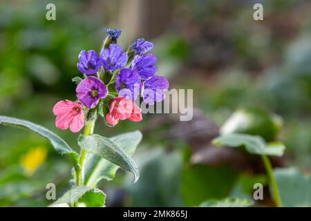 Pulmonaria officinalis, gebräuchliche Namen Lungenkraut, gewöhnlicher Lungenkraut, Marys Tränen oder unsere Lady's Milk Tropfen, ist ein krautiges, rhizomatöses, immergrünes Dauergrünland Stockfoto