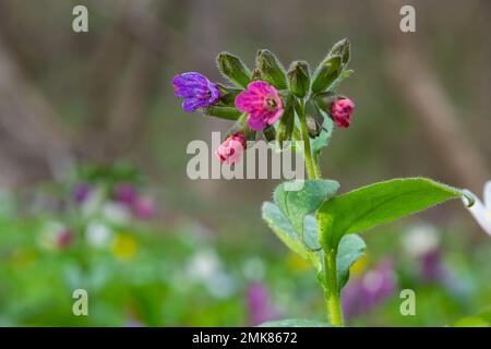 Pulmonaria officinalis, gebräuchliche Namen Lungenkraut, gewöhnlicher Lungenkraut, Marys Tränen oder unsere Lady's Milk Tropfen, ist ein krautiges, rhizomatöses, immergrünes Dauergrünland Stockfoto