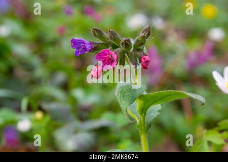 Pulmonaria officinalis, gebräuchliche Namen Lungenkraut, gewöhnlicher Lungenkraut, Marys Tränen oder unsere Lady's Milk Tropfen, ist ein krautiges, rhizomatöses, immergrünes Dauergrünland Stockfoto