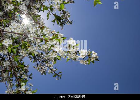 Prunus cerasus blühende Baumblumen, eine Gruppe wunderschöner weißer Blüten tart Zwerg Kirschblüten blühen vor blauem Himmel im Sonnenlicht. Stockfoto