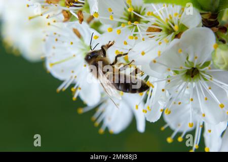 Honigbienenfliegen, Pflaumenblüten füttern und bestäuben in einem Pflaumengarten. Stockfoto