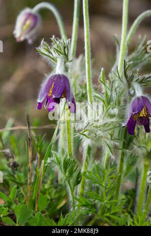 Pasqueflower. Wunderschöne Blume aus kleiner Pasqueblume oder Pasqueflower auf blühender Wiese in latin Pulsatilla pratensis. Stockfoto