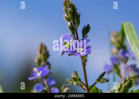 Veronica Chamaedrys blaue Blüten und Knospen in der Sonne vor einem Hintergrund mit grünen Blättern. Stockfoto