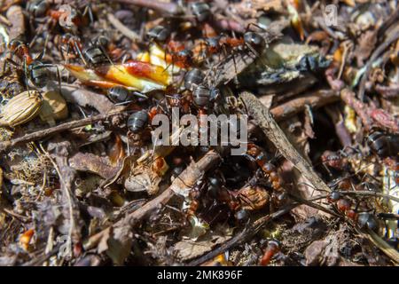 Formica rufa, auch bekannt als die rote Holzameise im Frühling. Stockfoto