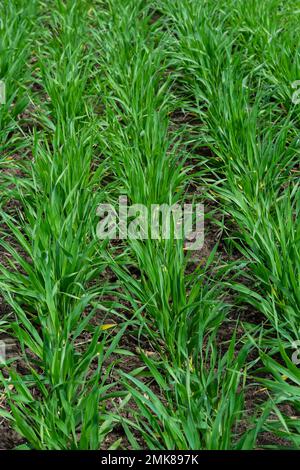 Junge Weizen Sämlinge wachsen in einem Boden. Landwirtschaft und Agronomie Thema. Organische Nahrung produzieren auf dem Feld. Natürliche Hintergrund. Stockfoto