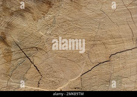 Woodiness Growth Ring, Nahaufnahme des Fotos. Holzbohlen Hintergrund. Rindenholz. Stockfoto