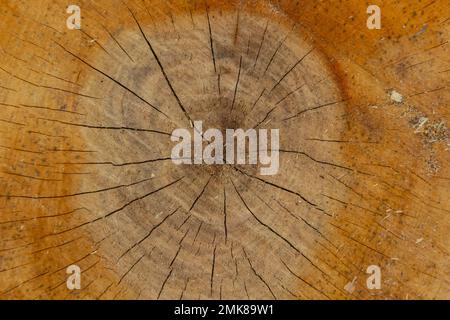 Woodiness Growth Ring, Nahaufnahme des Fotos. Holzbohlen Hintergrund. Rindenholz. Stockfoto