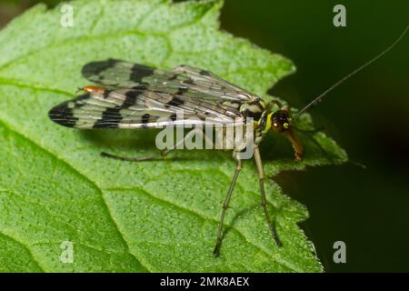 Panorpa communis ist die gewöhnliche Skorpionfliege, eine Art von Skorpionfliege. Es sind nützliche Insekten, die Pflanzenschädlinge fressen. Stockfoto