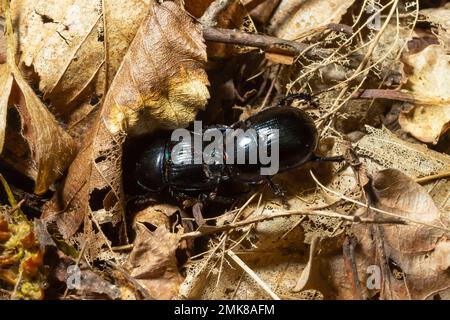 Waldkäfer, Anoplotrupes stercorosus, eine Art Dungkäfer und die Unterfamilie Geotrupinae. Stockfoto