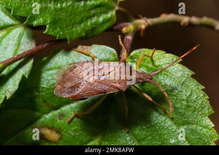 Kürbiskäfer Coreus marginatus. Dock Bug Coreus marginatus auf einem grünen Grasblatt. Stockfoto