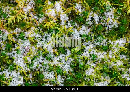 Eiskristalle auf Haircap Moss, Polytrichum commune und Fern Moss, Thuidium delicatulum Stockfoto