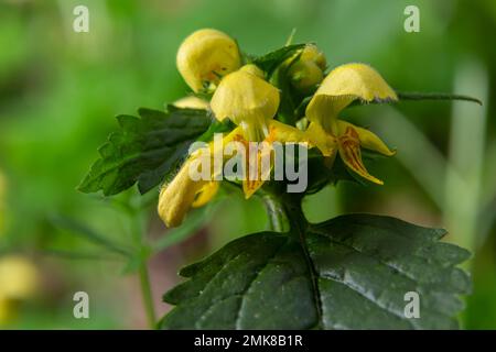 Lamiastrum galeobdolon anderer Name Galeobdolon luteum, ganzjährig gelbes blühendes Kraut .Blüten des gelben Erzengels im Frühling, grüner Hintergrund. Stockfoto