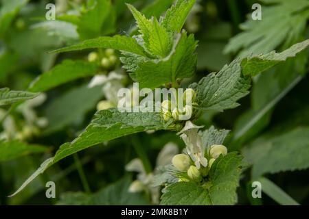 Die blühende tote Nessel am sonnigen Tag, eine Nahaufnahme. Lamium-Album. Lamiaceae-Familie. Stockfoto