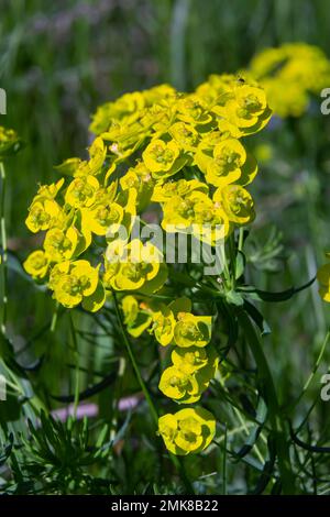 Frühlings-Euphorie Zyparisien, Zypressen-Spurfblüten schließen selektiven Fokus. Stockfoto