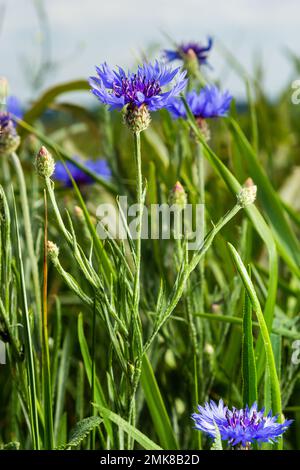 Kornblume, Centaurea cyanus, Asteraceae. Kornblumenkraut oder Junggesenkelblume im Garten. Stockfoto