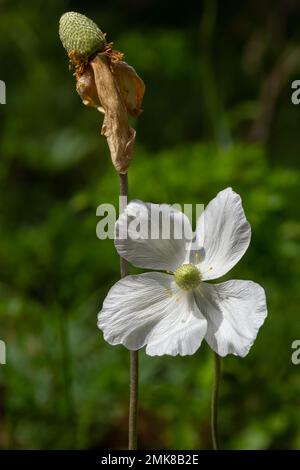 Blassende weiße Blume aus Schneetropfen, Anemone sylvestris, in der Mitte der Steles, mit selektivem Fokus. Stockfoto