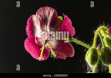 Geranium phaeum, gemeinhin als Dusky Cranes Bill, trauernde Witwe oder Schwarze Witwe bezeichnet, ist eine krautige Pflanzenart in der Familie Geraniaceae. Blumen von Stockfoto