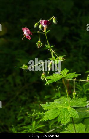 Geranium phaeum, gemeinhin als Dusky Cranes Bill, trauernde Witwe oder Schwarze Witwe bezeichnet, ist eine krautige Pflanzenart in der Familie Geraniaceae. Blumen von Stockfoto