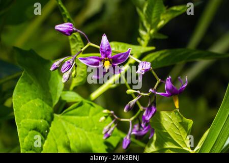 Lila und gelbe Blume aus Teufelstrauben, Solanum dulcamara. Stockfoto