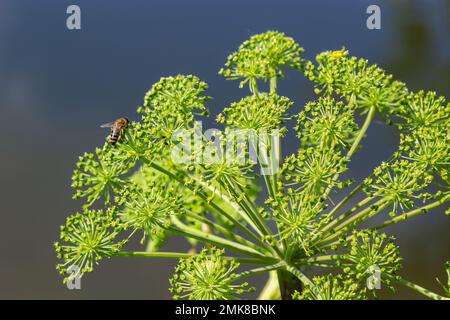 Angelica, Angelica, Archangelica, gehört zu der wilden Pflanze mit grünen Blumen. Es ist eine wichtige Heilpflanze und wird auch in der Medizin verwendet. Stockfoto