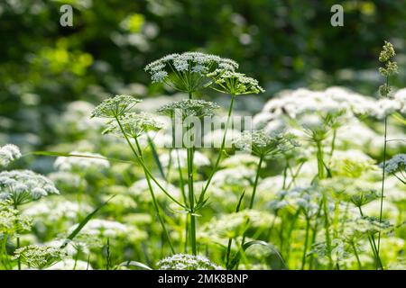 Blick auf eine weißblütige Wiese von Aegopodium podagraria L. aus der Familie der Apiales, gemeinhin als Erdenälteste, Grünland, Bischof, Unkraut bezeichnet, Stockfoto