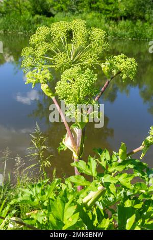 Angelica, Angelica, Archangelica, gehört zu der wilden Pflanze mit grünen Blumen. Es ist eine wichtige Heilpflanze und wird auch in der Medizin verwendet. Stockfoto