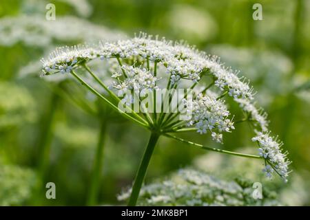 Blick auf eine weißblütige Wiese von Aegopodium podagraria L. aus der Familie der Apiales, gemeinhin als Erdenälteste, Grünland, Bischof, Unkraut bezeichnet, Stockfoto