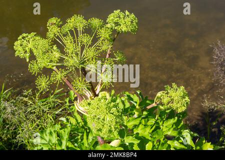 Angelica, Angelica, Archangelica, gehört zu der wilden Pflanze mit grünen Blumen. Es ist eine wichtige Heilpflanze und wird auch in der Medizin verwendet. Stockfoto