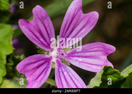 Nahaufnahme einer lila Malva Blume, allgemein als Malve bezeichnet. Es ist eine krautige Jahres-, Zweijahres- und mehrjährige Pflanze, Familie Malvaceae. Stockfoto