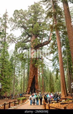 Mariposa Grove mit riesigen Mammutbäumen im Yosemite-Nationalpark Stockfoto