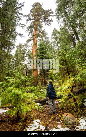 Mariposa Grove mit riesigen Mammutbäumen im Yosemite-Nationalpark Stockfoto