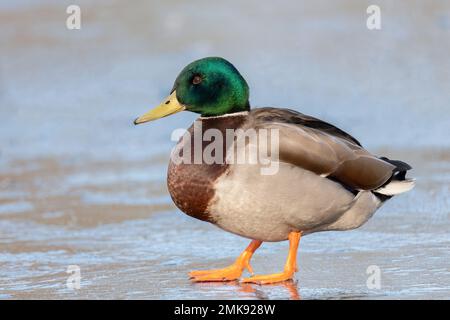 Männliche Stockenten auf dem Eis am Cemetery Lake, Southampton Common, Hampshire, Großbritannien Stockfoto