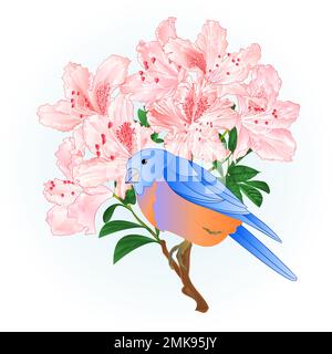 Kleiner Songbirdon Bluebird Soor und hellrosa Rhododendron Frühlingshintergrund Vintage-Vektordarstellung editierbar Handzeichnen Stock Vektor