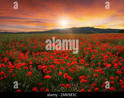 Poppy Field in voller Blüte. Feld mit rotem Mohn vor dem Sonnenuntergang. Stockfoto