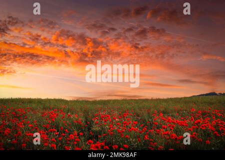 Poppy Field in voller Blüte. Feld mit rotem Mohn vor dem Sonnenuntergang. Stockfoto