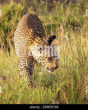 leoparden auf langem Gras, Masai Mara-Nationalpark, Kenia Stockfoto