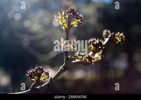 Erste Knospen auf den Ästen einer Esche im Winter an einem sonnigen Tag. Wiedergeburt und Widerstand Stockfoto