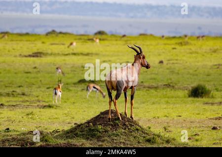 topi hält Ausschau auf dem Termitenhügel, Masai Mara Nationalpark, Kenia Stockfoto