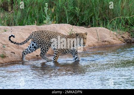 Männlicher Leopard überquert den Sand River im Sabi Sands Stockfoto