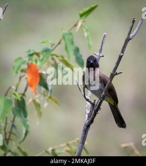 Bulbul (pycnonotus barbatus ), Masai Mara Nationalpark, Kenia, Afrika Stockfoto