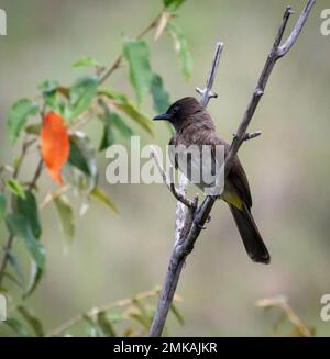 Bulbul (pycnonotus barbatus ), Masai Mara Nationalpark, Kenia, Afrika Stockfoto