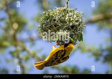 Speke's Weaver (Ploceus spekei), der vom Nest hängt, Masai Mara, Kenia, Afrika Stockfoto