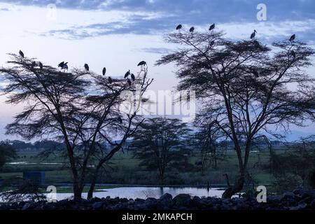 Marabou Storks, Leptoptilos Crumenifer, die in der Dämmerung im Baum liegen, Serena Lodge, Ambsoli Nationalpark, Kenia Stockfoto