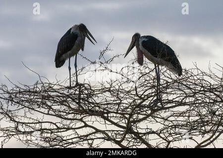 Marabou Storks, Leptoptilos Crumenifer, die in der Dämmerung im Baum liegen, Serena Lodge, Ambsoli Nationalpark, Kenia Stockfoto