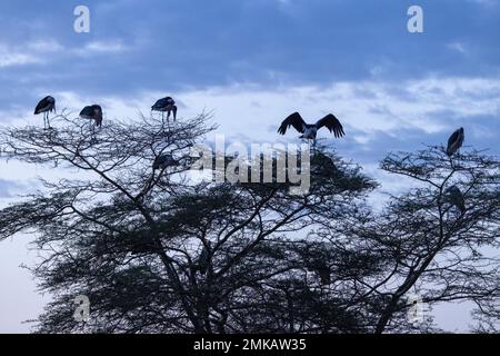 Marabou Storks, Leptoptilos Crumenifer, die in der Dämmerung im Baum liegen, Serena Lodge, Ambsoli Nationalpark, Kenia Stockfoto