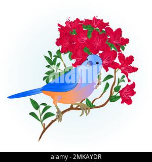 Kleiner Songbirdon Bluebird Soor und roter Rhododendron Frühlingshintergrund Vintage Abbildung editierbare Handzeichnung Stock Vektor