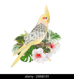 Lustiger Papageiengelb Cockatiel süßer tropischer Vogel und weißer Hibiskus Aquarell Stil auf grünem Hintergrund Vintage Illustration editierbare Hand Stock Vektor