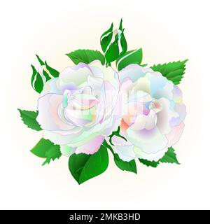 Zwei mehrfarbige Rosen auf weißem Hintergrund Vintage-Vektor botanische Illustration editierbare Handzeichnung Stock Vektor